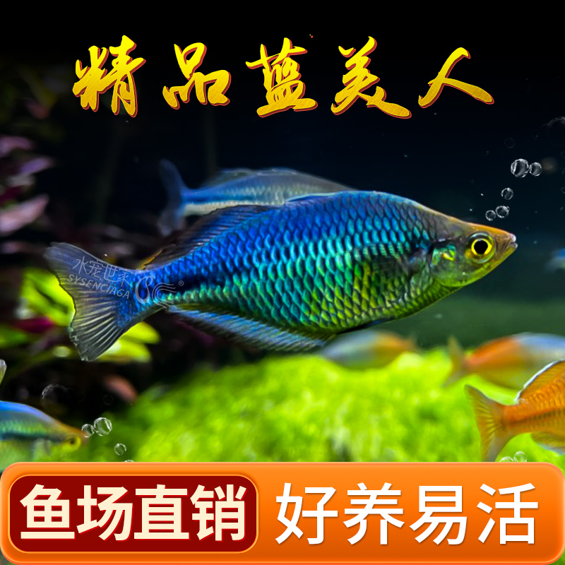 蓝美人鱼石美人刚果美人电光美人鱼好养易活小型中高端热带观赏鱼