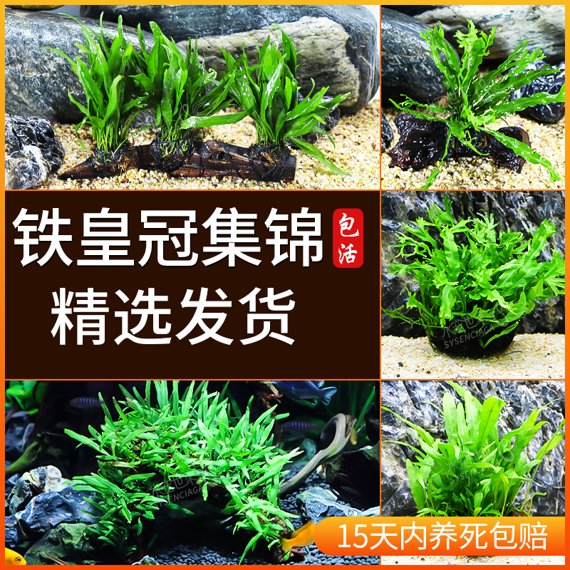 易活细叶铁皇冠草中后景草精选天然懒人栽培鹿角铁带底座栽培活体