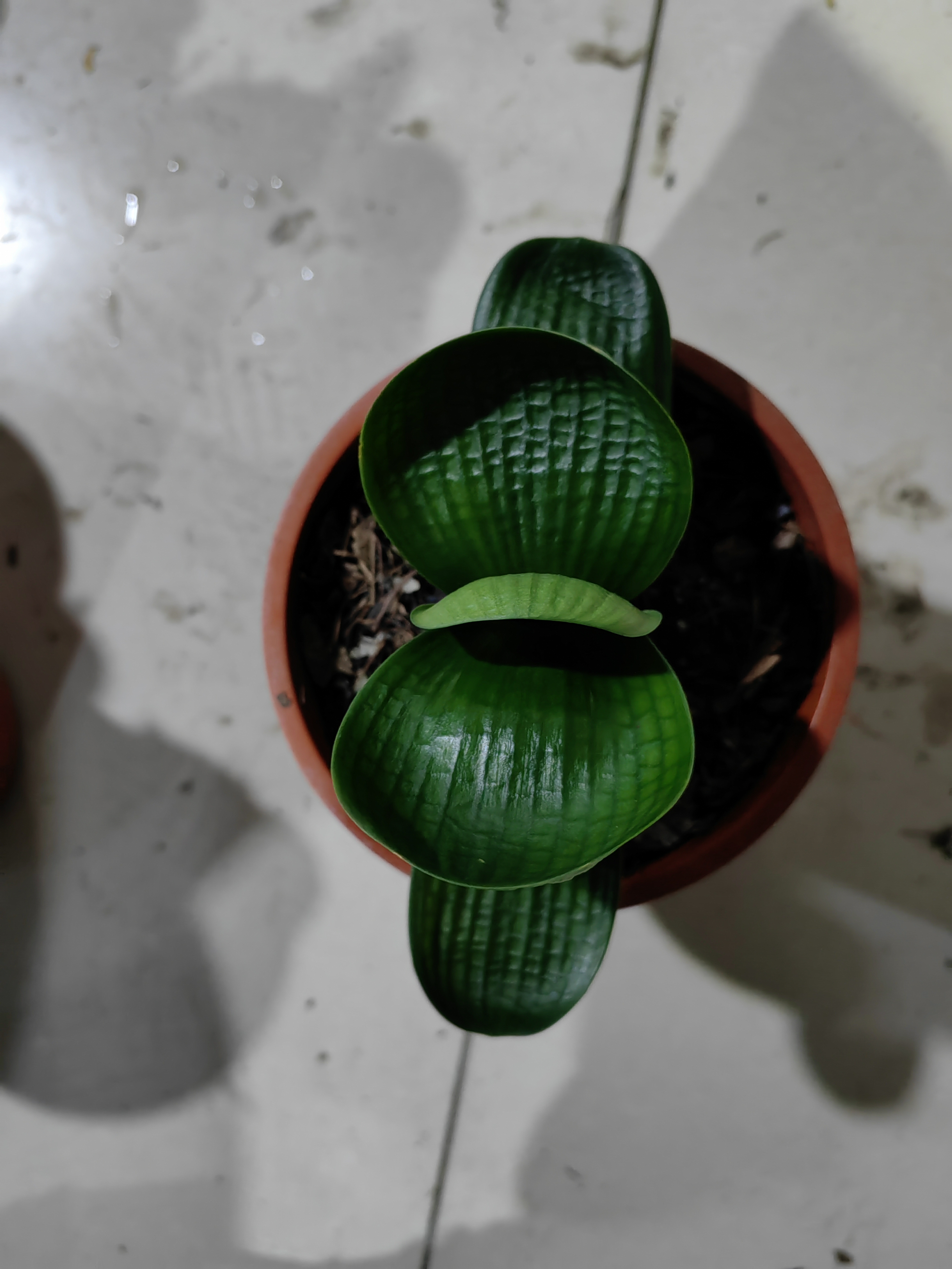 君子兰，小平果，小元宝，