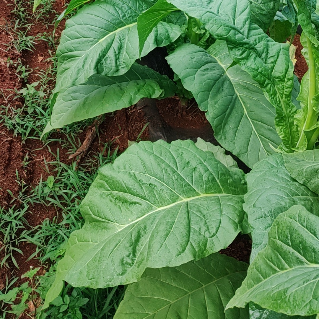 高芸苔内酯芸苔素100毫升装2瓶一套