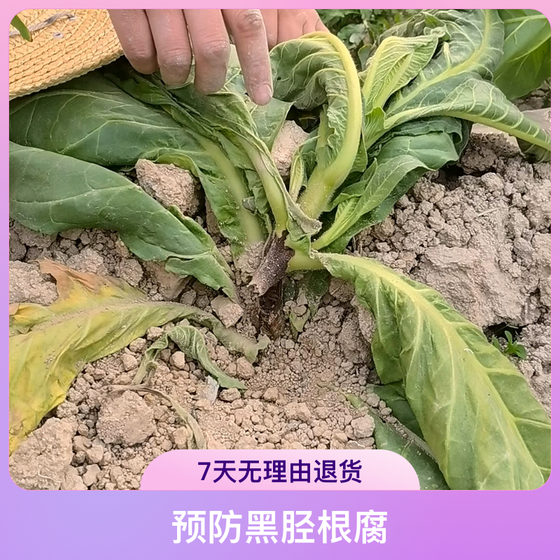齐朵朵齐朵朵黑胫根腐方案，1套10-15亩地