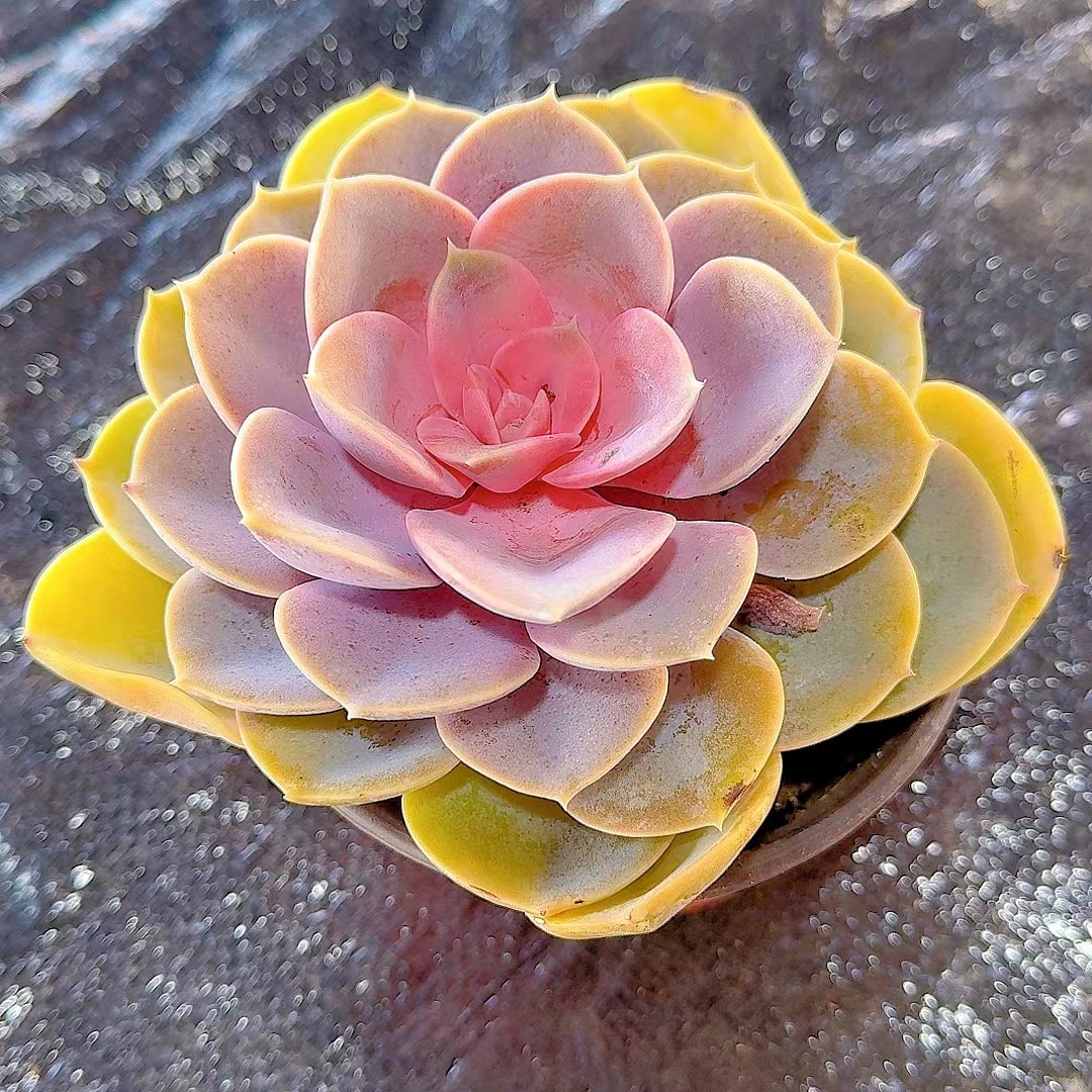 牡丹仙子(买一送一）脱土 多肉植物 好看好养   满2单包邮