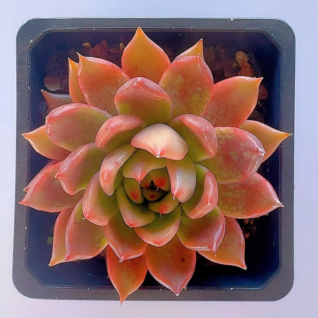 精品阿姆斯壮壮多肉  (脱土发货）好看好养多肉植物   满2单包邮