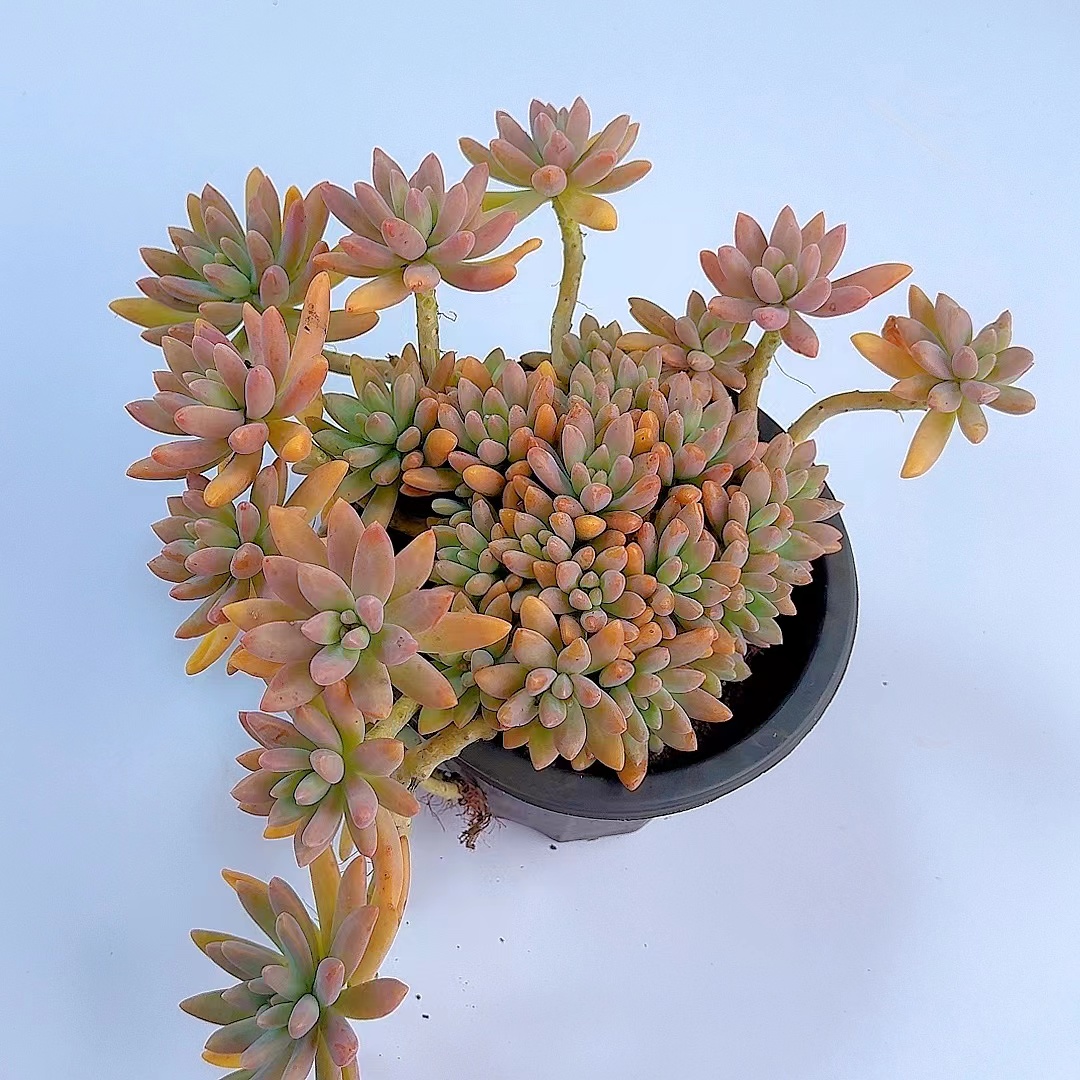 果冻秋丽（脱土发货）好看好养多肉植物  满2单包邮