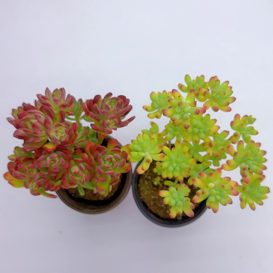 乙女心+红稚莲   好看好养多肉植物  满2单包邮