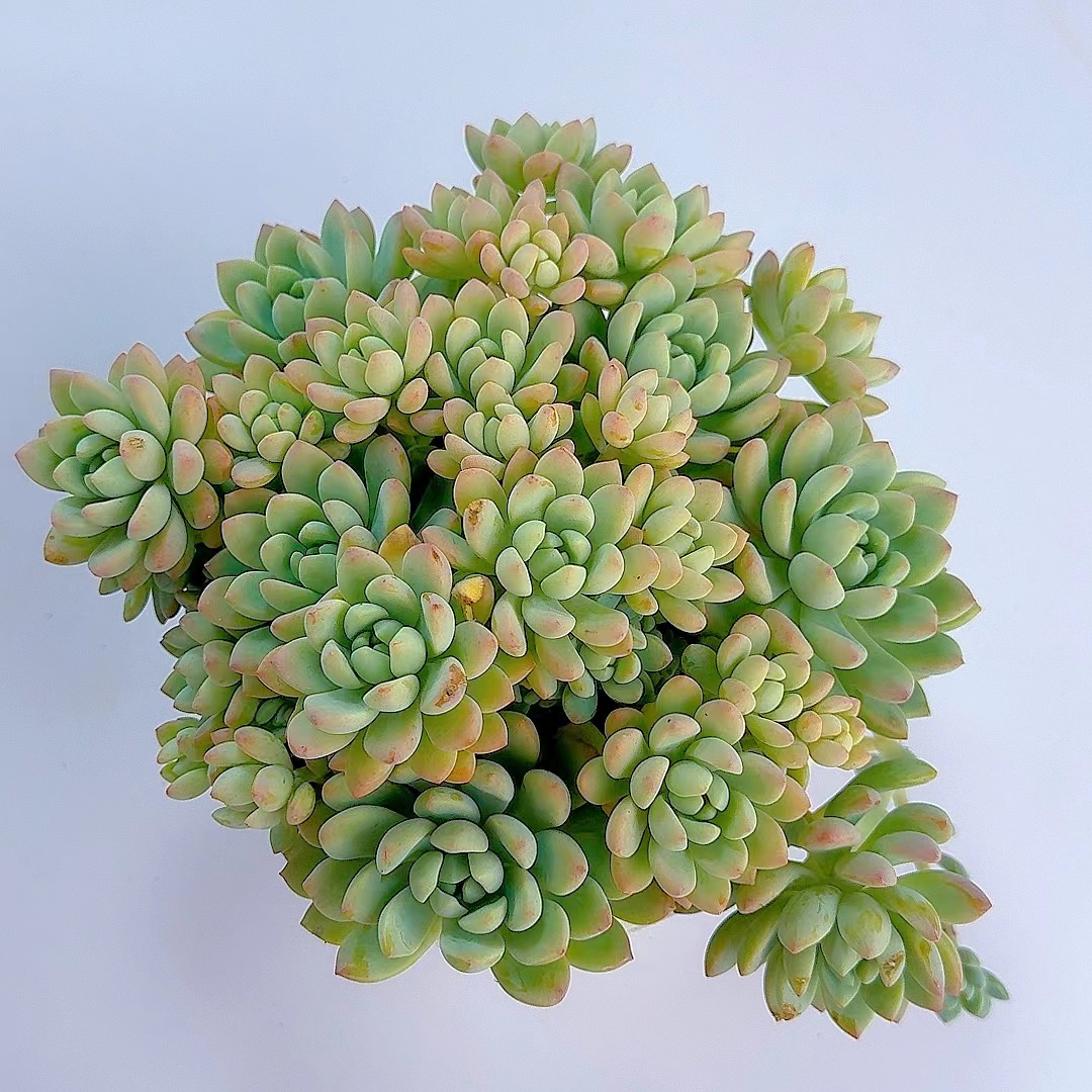 奶昔美人（带盆带土）好看好养多肉植物   满2单包邮