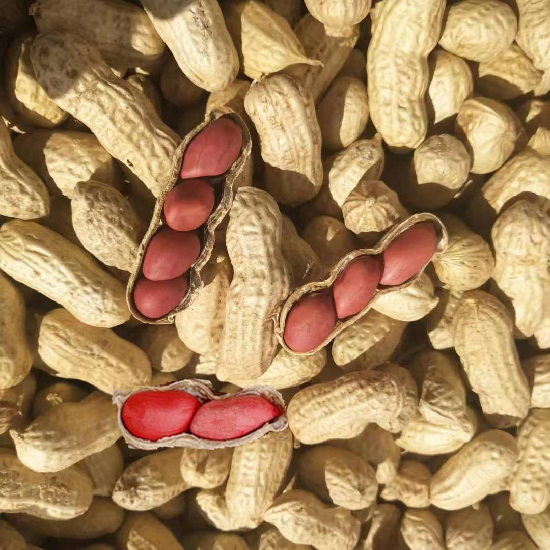 生四粒红 生花生带壳3斤和5斤选项