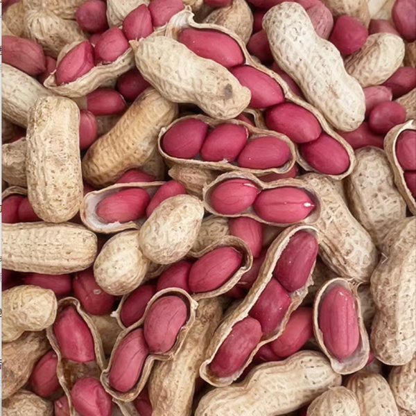 四粒红炒熟花生带壳约2斤饱满红皮花生