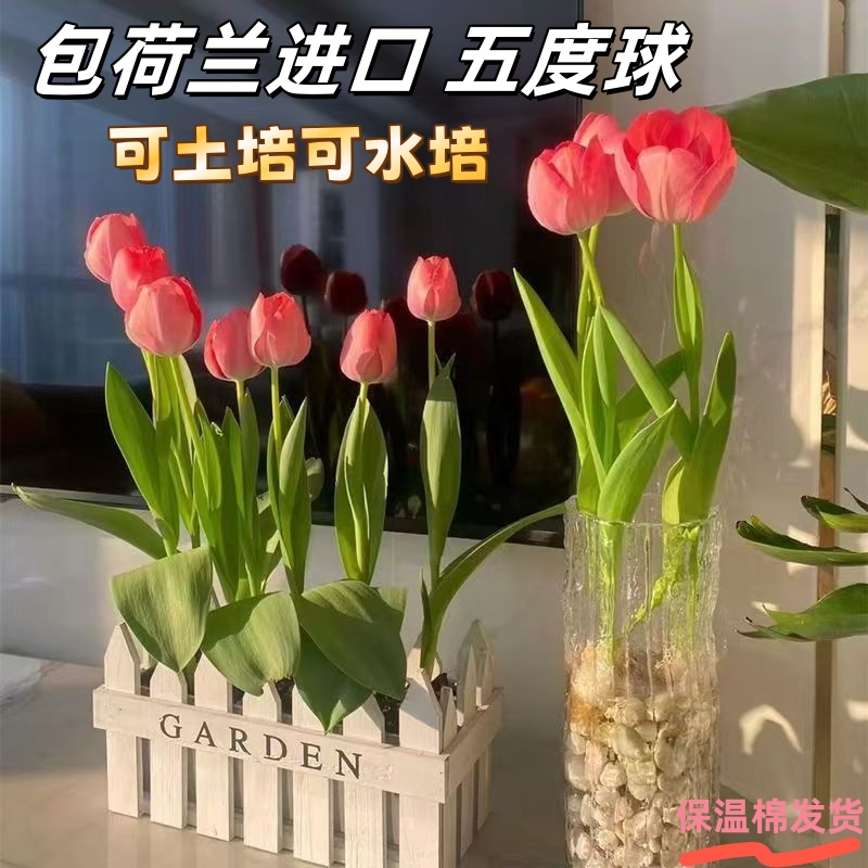 水培郁金香种球荷兰进口五度球土培盆栽种子室内外耐寒多年生种植