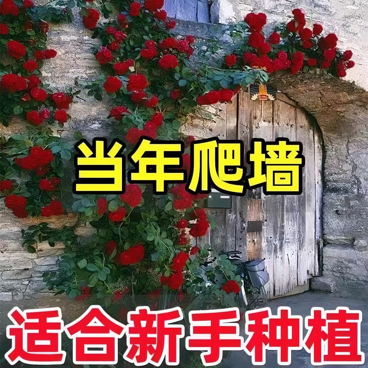混色藤本蔷薇花苗老桩大花四季开花庭院花园爬藤植物月季网红植物