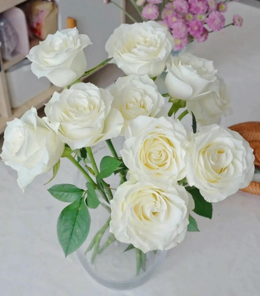 10支骄傲白玫瑰 家居办公插花（不含瓶）