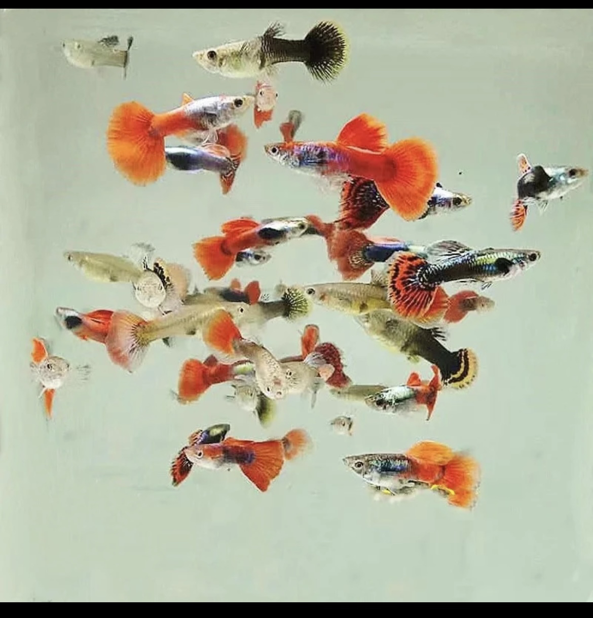 孔雀鱼精品繁殖套餐小全家福3-4品种8+2备损10条，16+4备损共20条