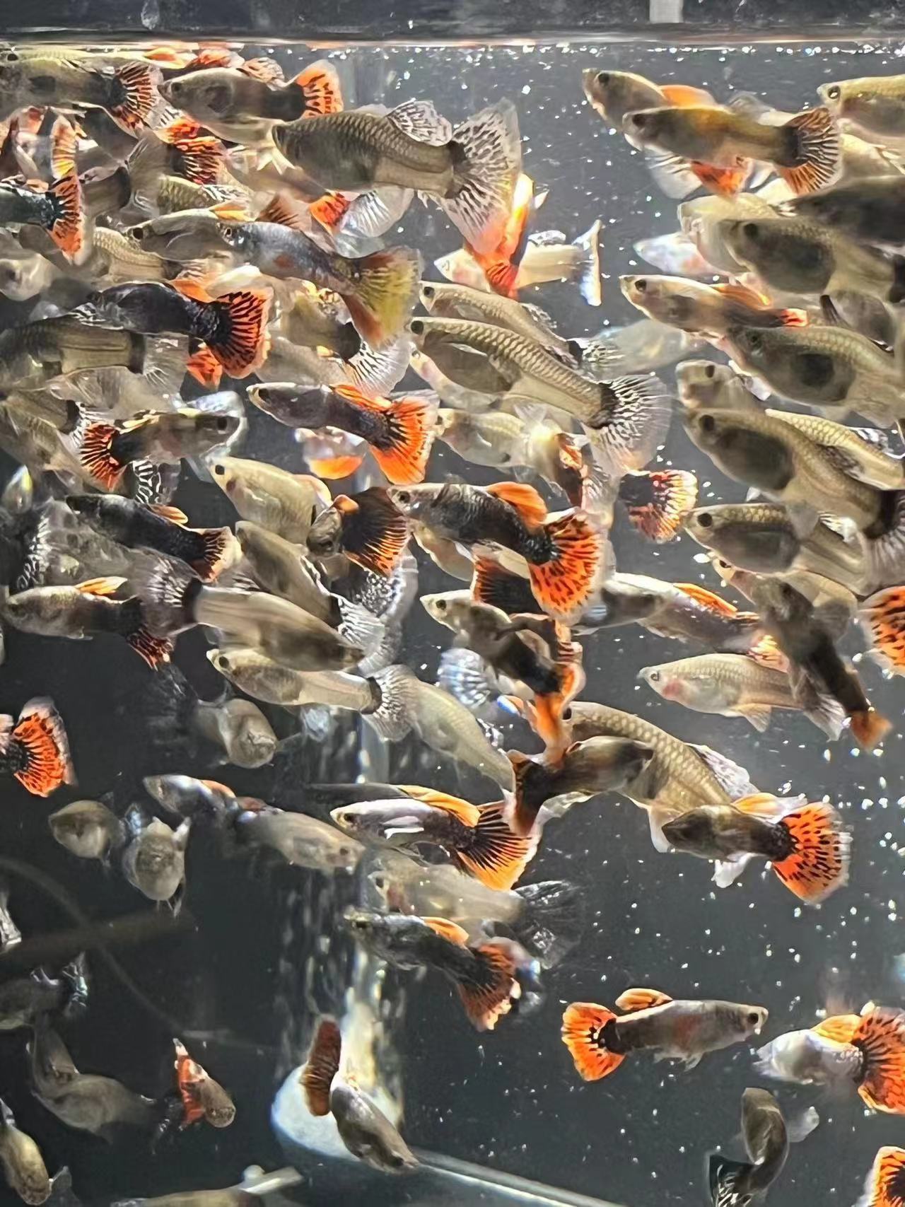 小全家福孔雀鱼系列4个品种16条送莫斯科冰蓝