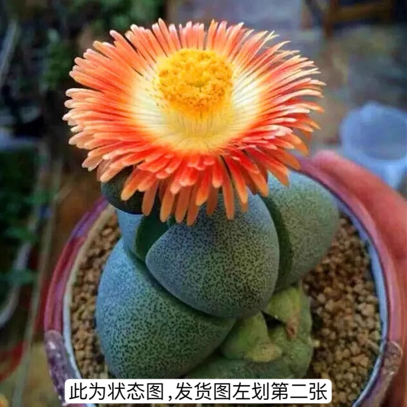多肉植物元宝帝玉小元宝可以开花的