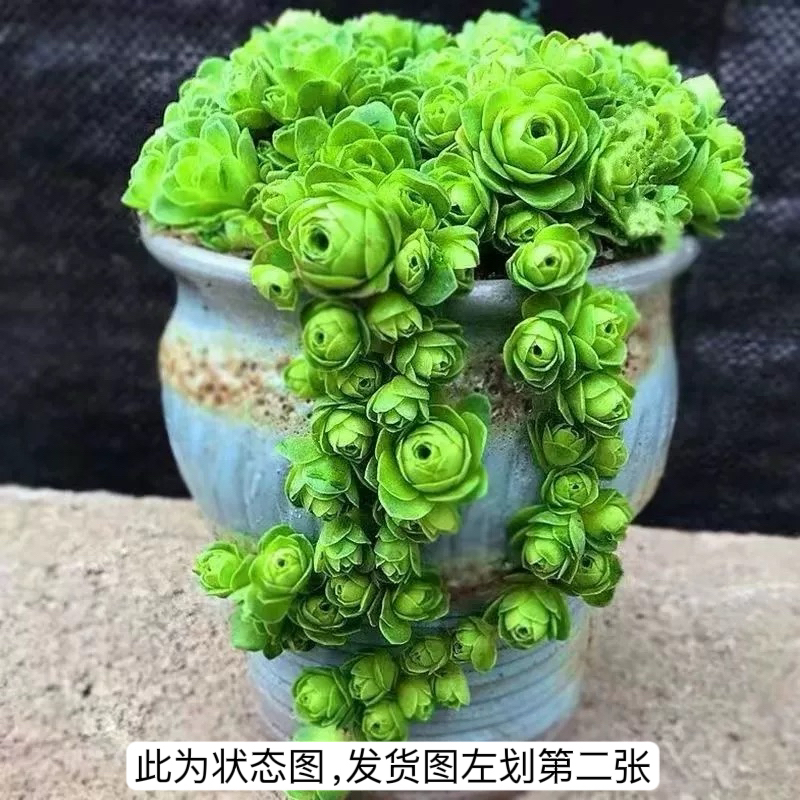 山地玫瑰翡翠球多肉植物