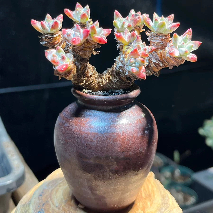 仙女杯白菊老桩多肉植物绿植盆栽