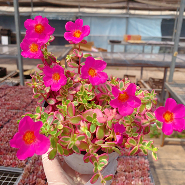 太阳花锦多肉植物会开花适合新手的室内盆栽绿植