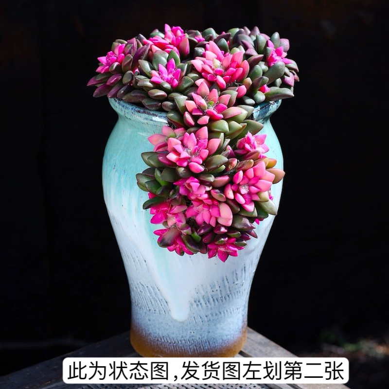 吹雪之松锦大盆4多肉植物绿植盆栽