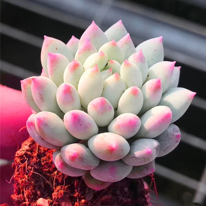 多肉植物所罗门所胖子胖胖多肉绿植盆栽