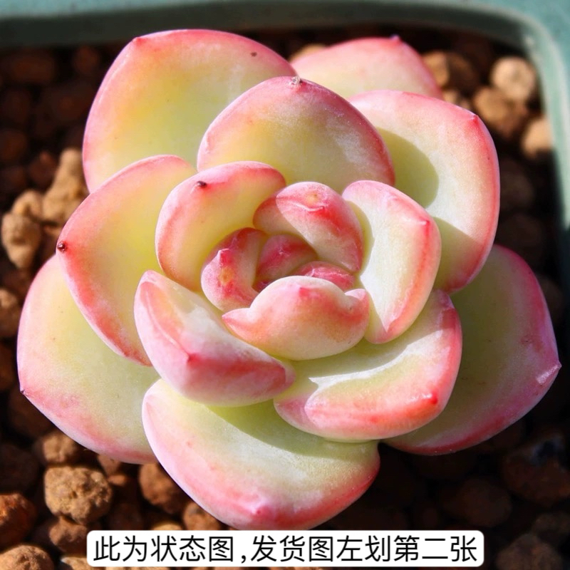 泡芙轰动4cm多肉植物草莓泡芙奶油泡芙绿植盆栽迷你植物