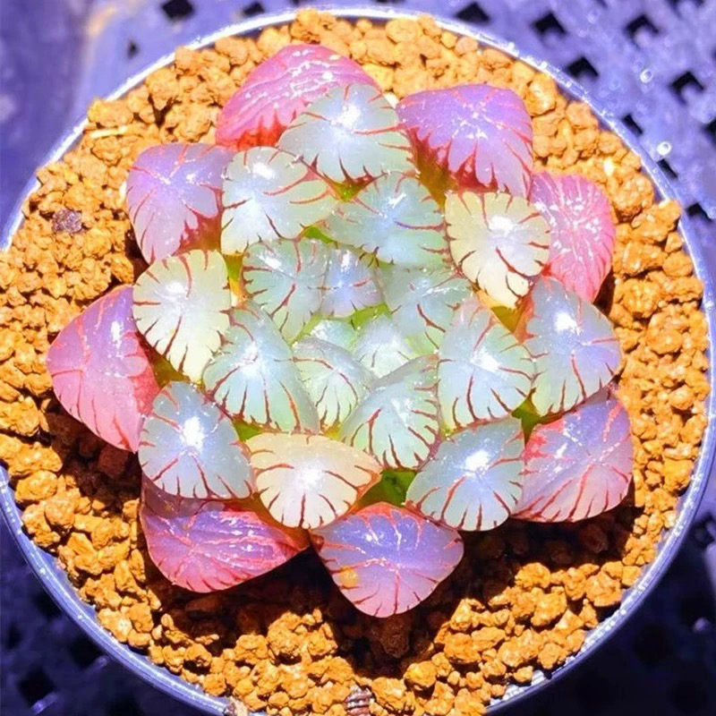 冰灯玉露多肉植物雨露多肉植物绿植盆栽室内植物