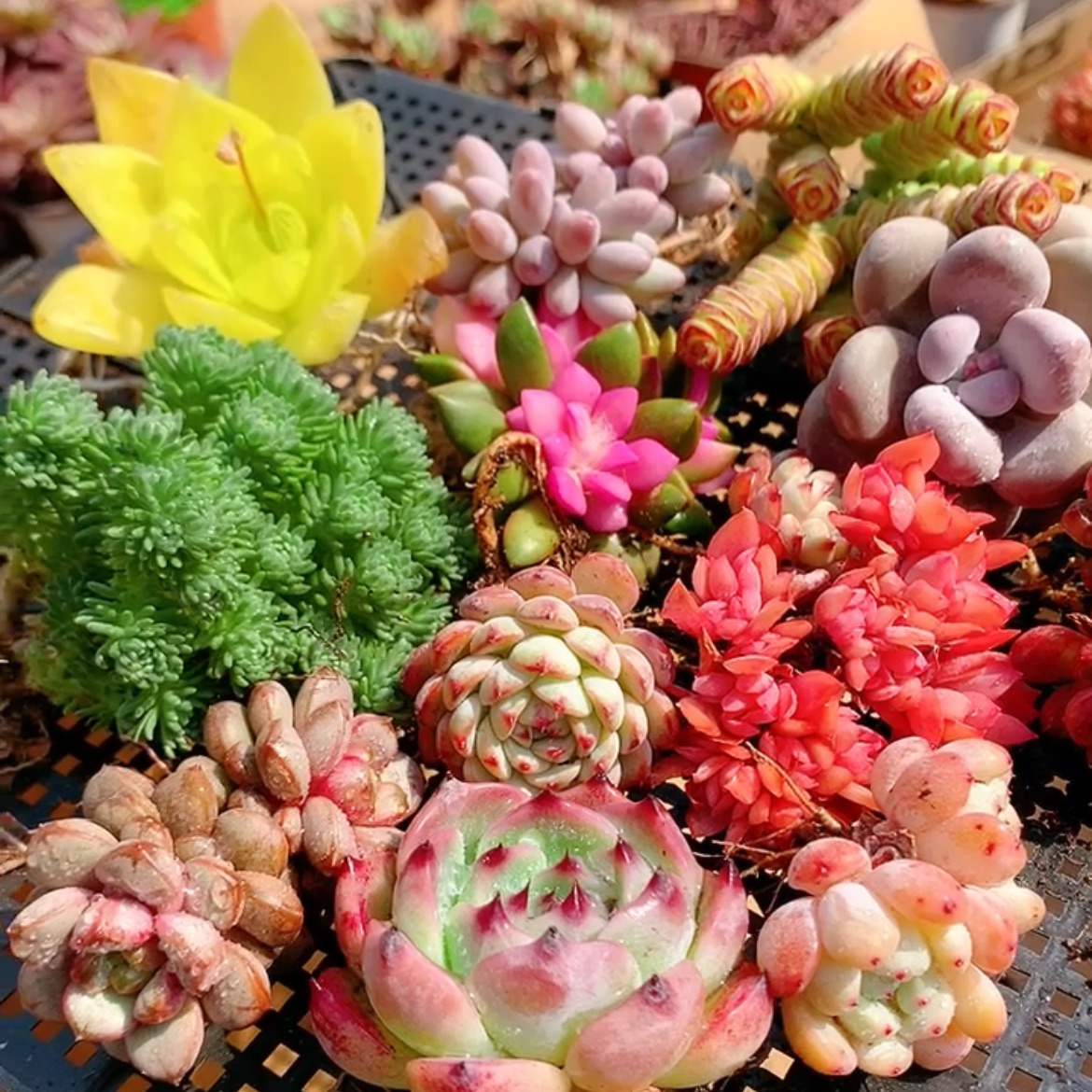 多肉植物绿植盆栽精品多肉【随机一颗】