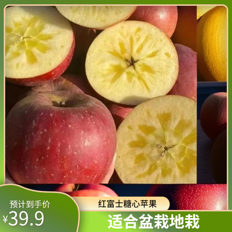 树界【红富士糖心苹果，红露早熟苹果】适合盆栽地栽庭院种植嫁接苗