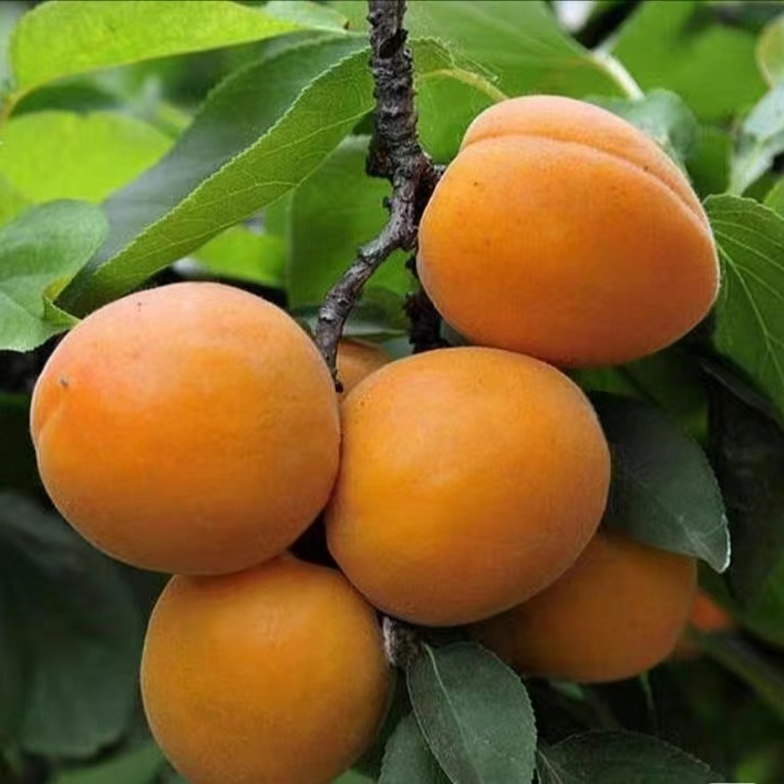 树界(杏子苗)精品营养杯嫁接苗发货纯甜无酸高易种植结果快成活