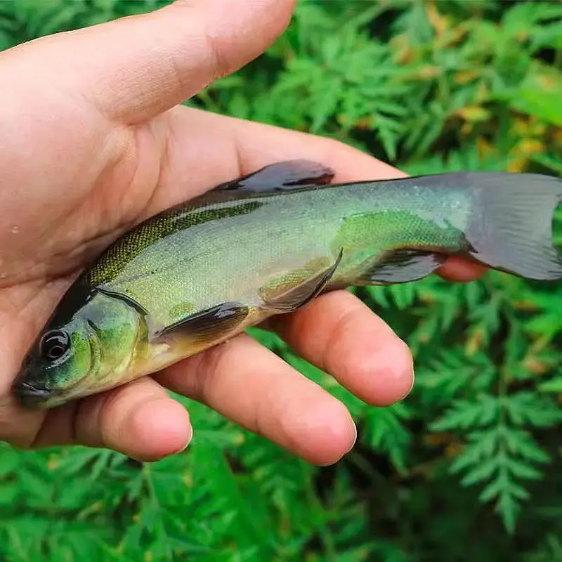 （按斤） 四川丁桂鱼每条1-10g左右生态养殖