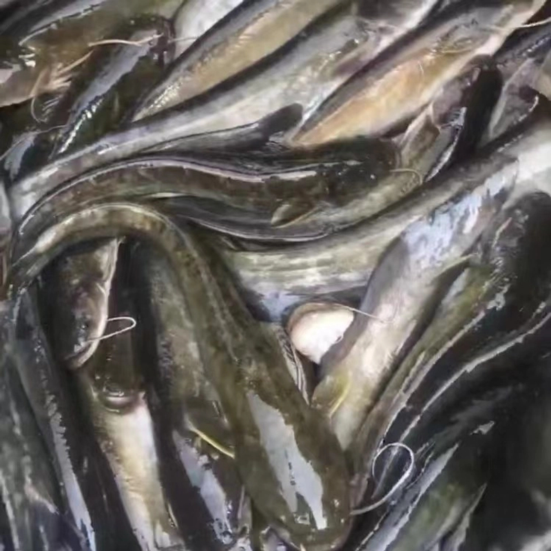 四川土鲶鱼   每条10g左右   沟鲶