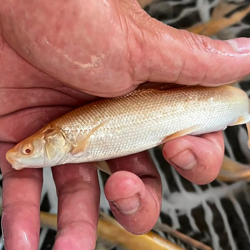 四川红色银鳕鱼   每条7g左右     生态养殖