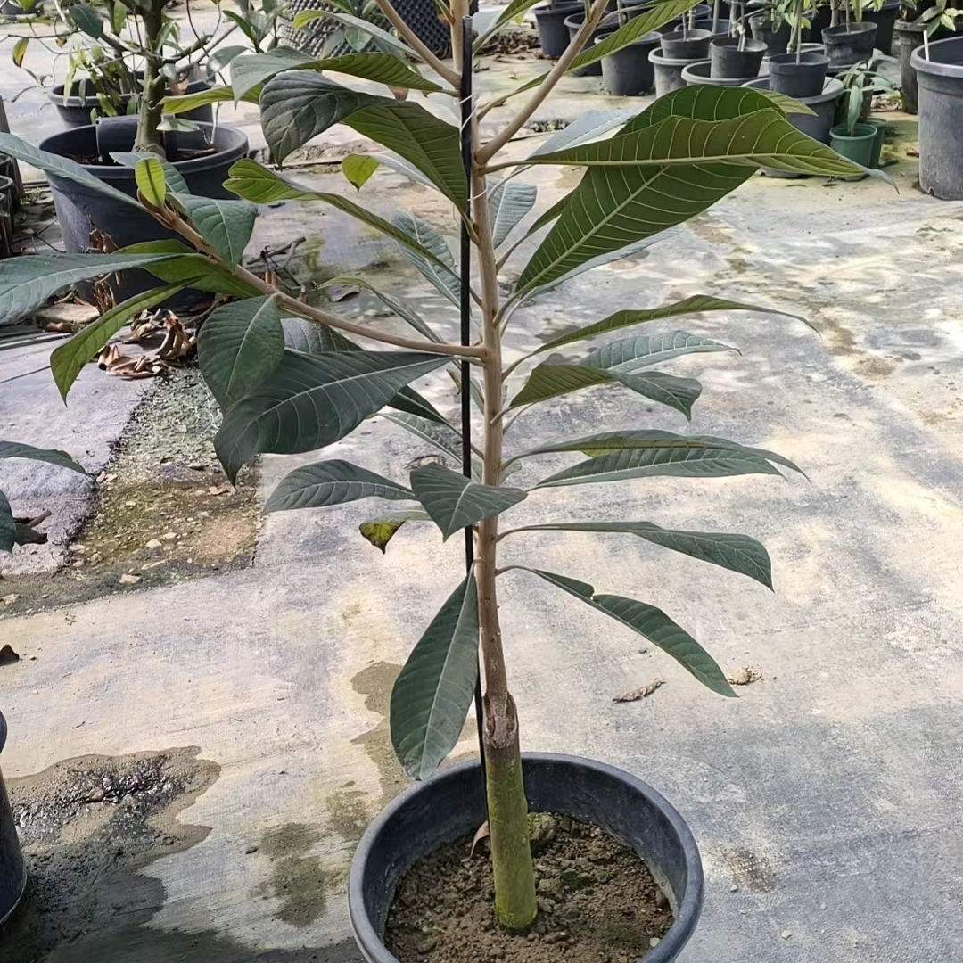 妈咪果果庭院植物绿植美观大气观赏观叶能吃植物好养