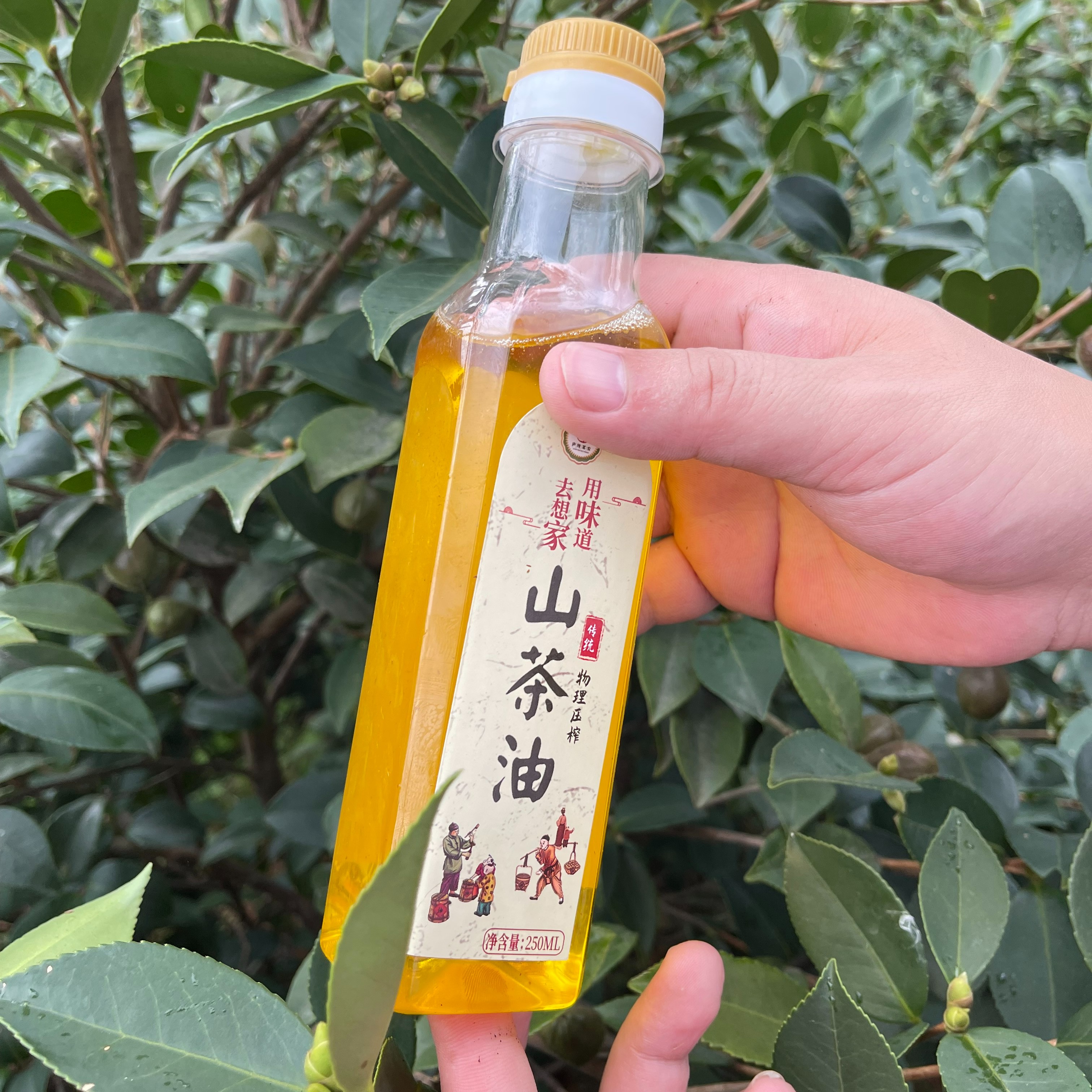 冷榨 原味土榨山茶油  纯香茶籽油 250ml  农家压榨纯茶油
