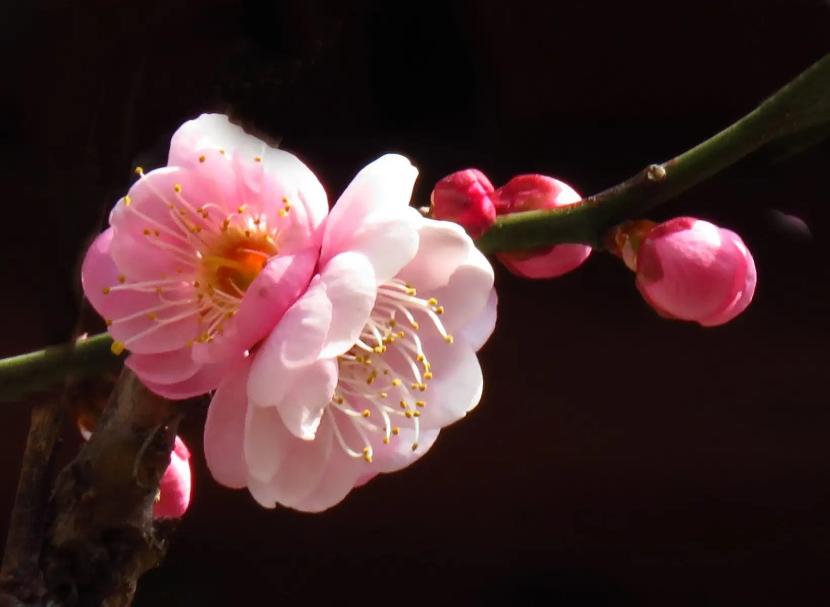 徽州古梅精品老桩（直播间一物一拍）