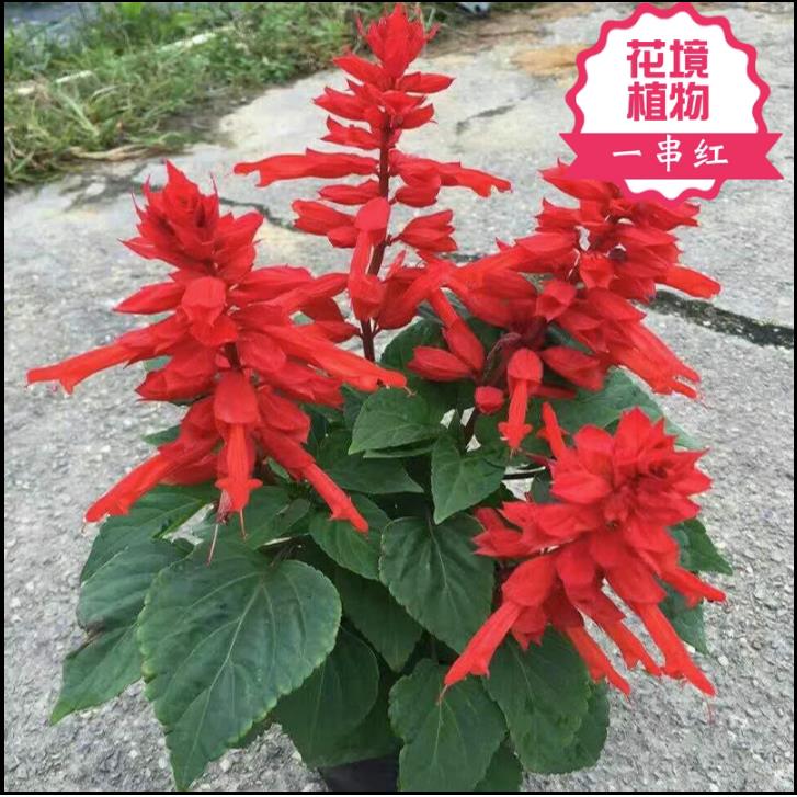 矮生一串红盆栽串串红花苗带花发货庭院地栽阳台绿化工程花卉草花