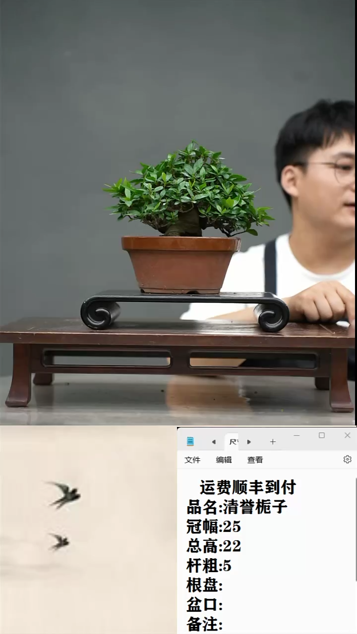 【闪购商品】26 清誉栀子