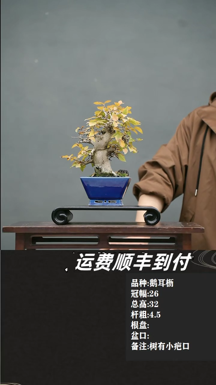【闪购商品】3鹅耳枥