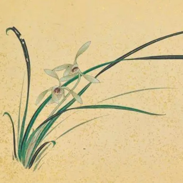 大千兰苑精品兰花 此链接为直播专用 实物为直播当前购买商品