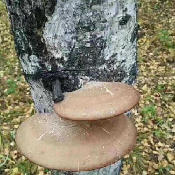 饶河特产野生白灵之菇500克