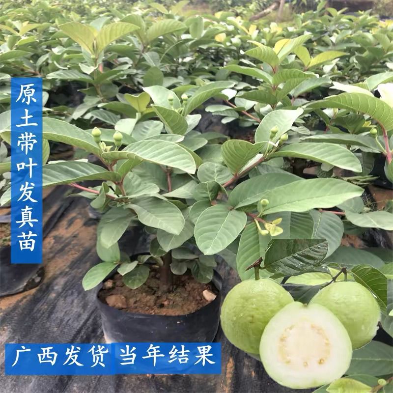 四季珍珠芭乐胭脂红番石榴树苗带土带叶营养布袋发货