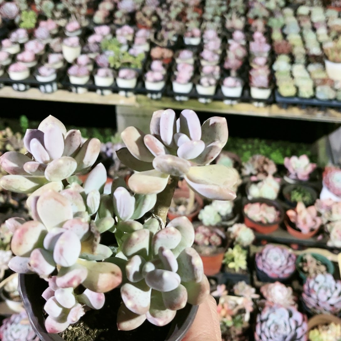 阿*诗168多肉植物种类多样