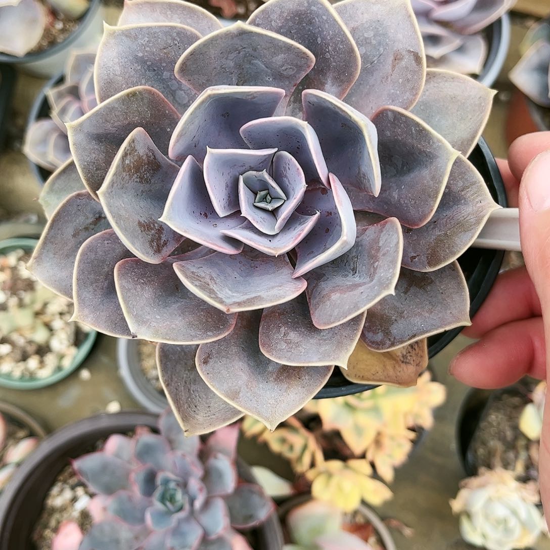 C****n218多肉植物种类多样