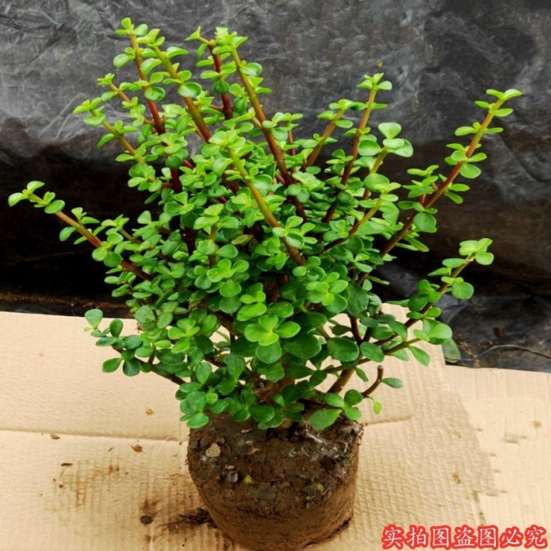 金枝玉叶多肉老庄盆栽植物室内室外观叶绿植四季常青阳台净化空气