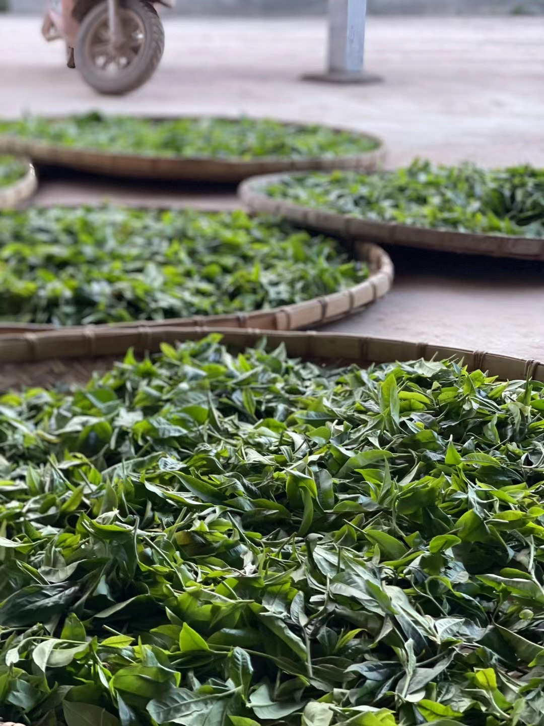 2025马鞍山古树头春散茶 生茶 散茶（可备注压饼）