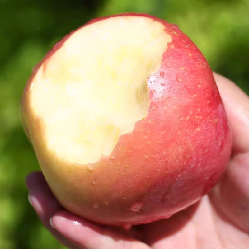 山西运城冰糖心丑苹果红富士苹果新鲜现摘当季水果脆甜皮薄多汁