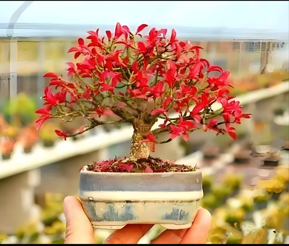 盆景卫茅，米冬白蜡，枫树，直播间一物一拍