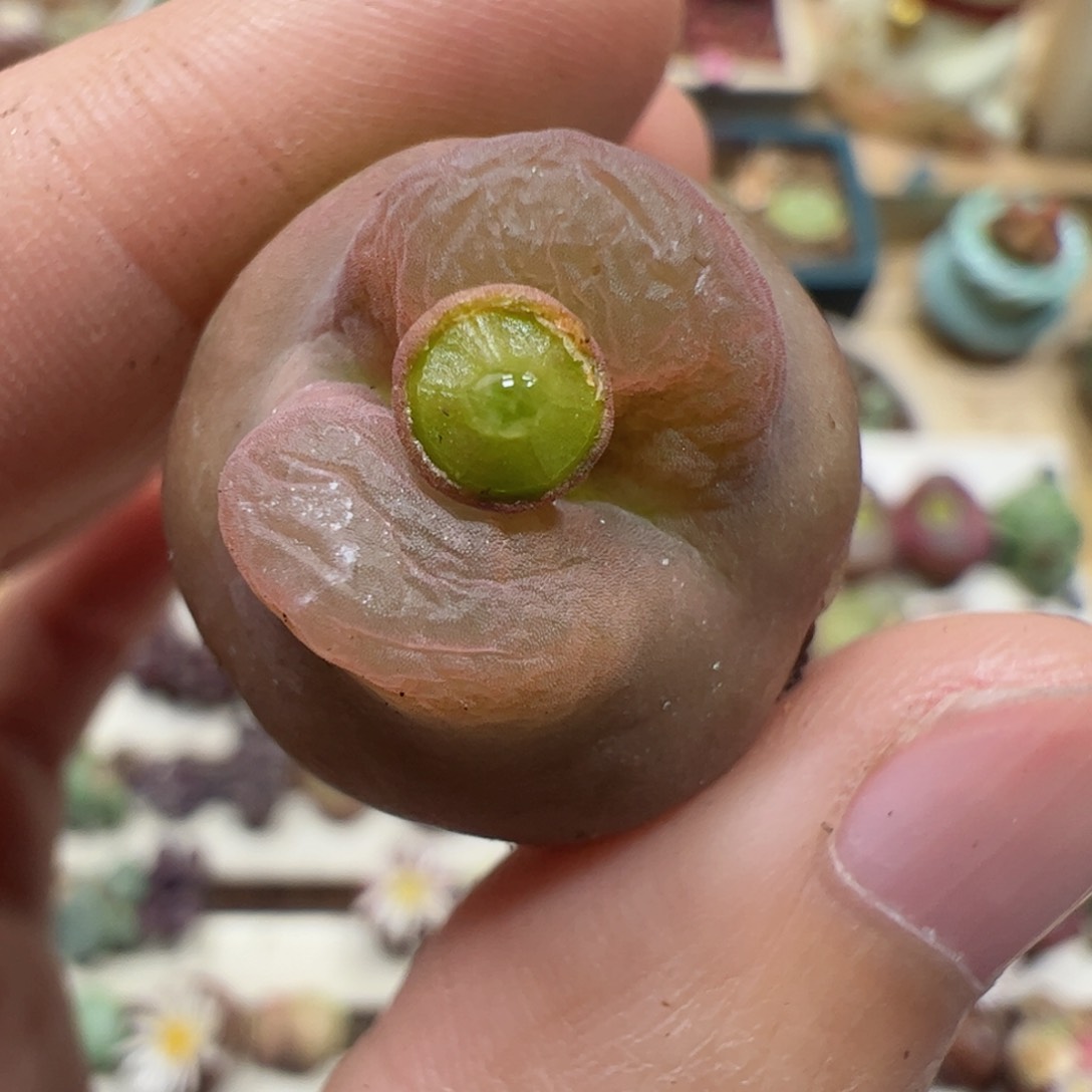 【闪购商品】53 大肚子