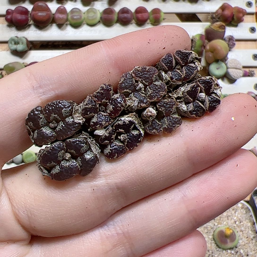 【闪购商品】186 福利