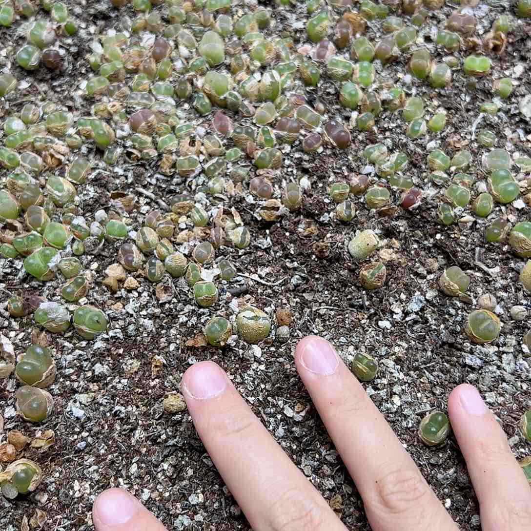 【闪购商品】273 一箱毛 脱土￼