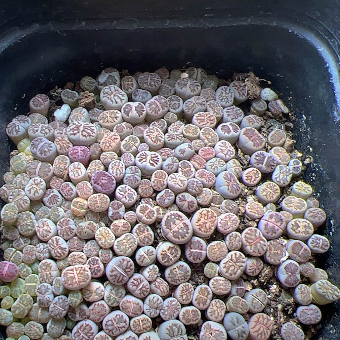 【闪购商品】335 一盆菊化石 带盆发货